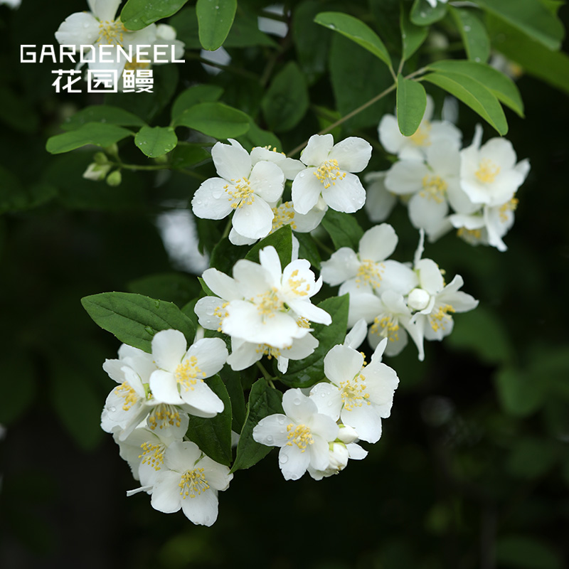 【山梅花】有香味白花庭院耐寒耐阴丰花灌木花园鳗盆栽苗欧洲进口 鲜花速递/花卉仿真/绿植园艺 绣球/木绣球/木本植物 原图主图