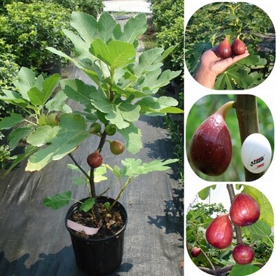 无花果树苗盆栽地栽无花果苗南方北方种植无花果小苗当年结果包邮在类目 鲜花速递/花卉仿真/绿植园艺, 花园植物/行道树/果树, 果树中 - 来自Buy2taobao.com提供专业的淘宝代购服务