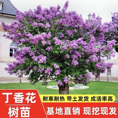 景语轩白紫丁香花苗浓香耐寒庭院