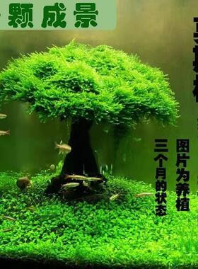 鱼缸造景莫斯树鱼缸树真树沉木水草造景懒人造景无需底沙鱼缸摆件