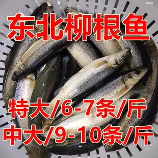 东北冷水鱼鲜活速冻柳根特大号冷冻包邮农产品批发
