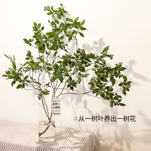 雀舌杜鹃水培绿植物鲜切枝条办公桌面室内客厅装饰马醉木吊钟平替