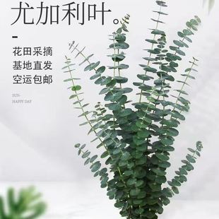 云南基地直发尤里加叶子网红植物永生花风干叶子水培鲜花配叶