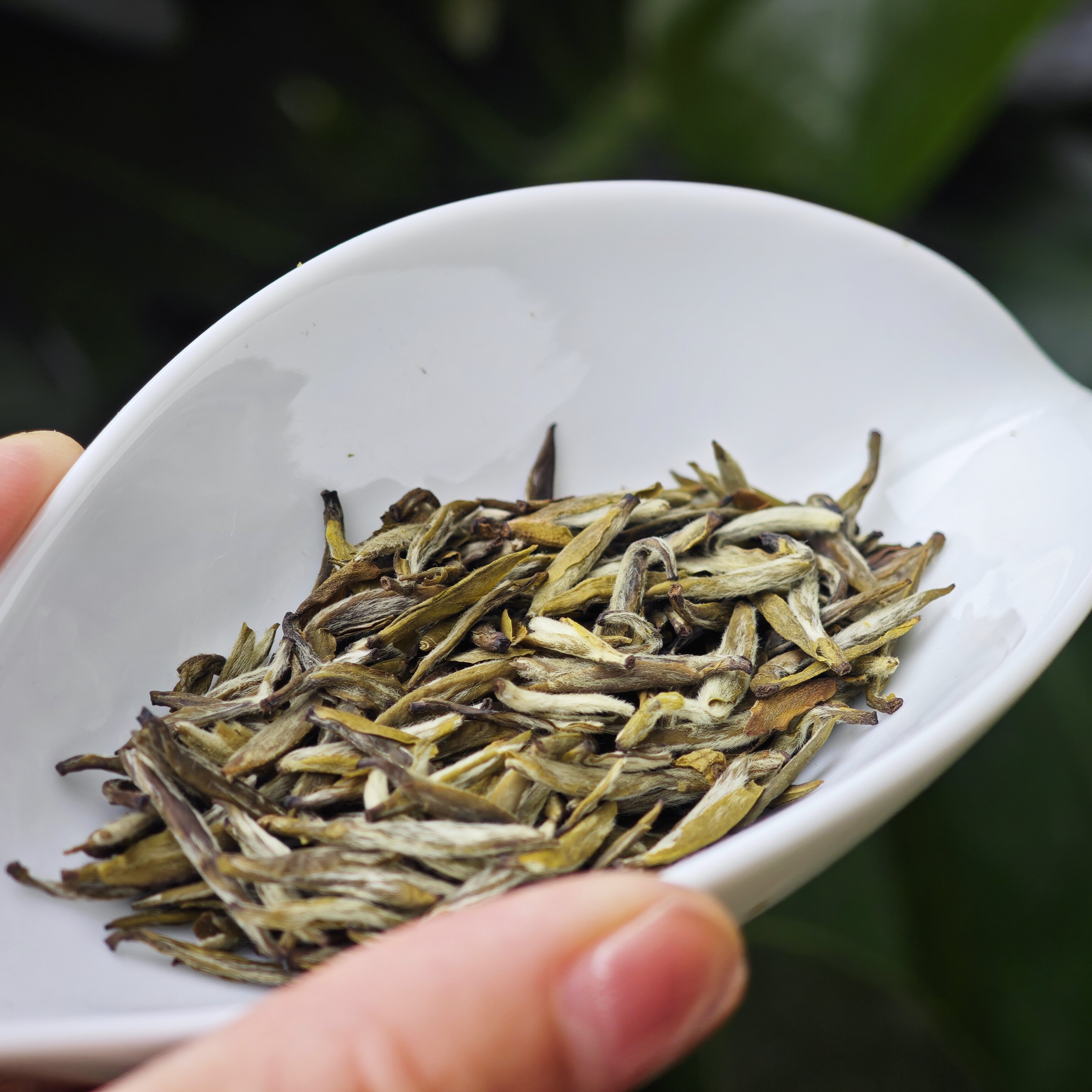 黄茶|四川蒙顶山 蒙顶黄芽 黄小茶 传统手工焖黄工艺糯香