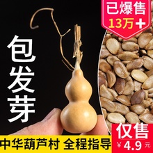盆栽天然文玩特大小亚腰葫芦种子籽迷你手捻小八宝葫芦籽葫芦种孑