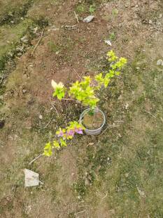 三角梅-嫁接粉红豹