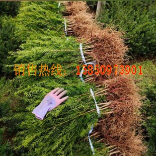 正宗曼地亚红豆杉小苗红豆杉树苗东北红豆杉小苗南方苗圃基地发货