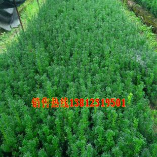 曼地亚红豆杉树苗 南方红豆杉小苗 红豆杉苗盆栽曼地亚红豆杉树苗