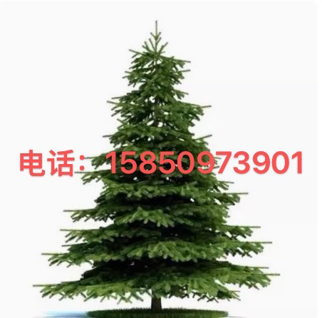 雪松树苗鲜活圣诞树庭院盆栽地栽南方北方种植黑松树苗四季常青