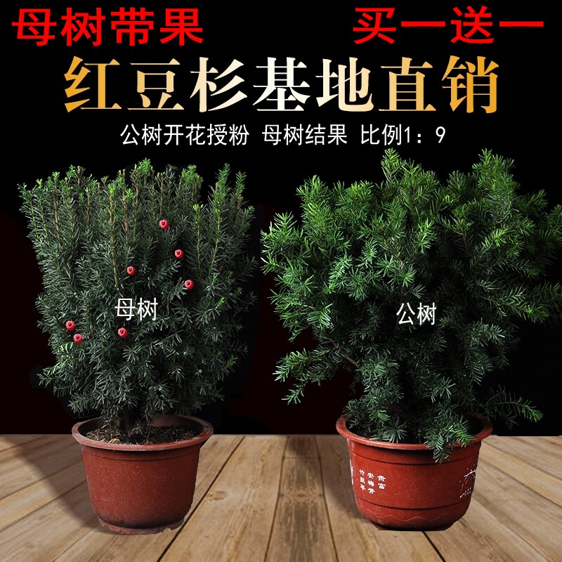 带果曼地亚红豆杉树雌雄同体树苗盆栽盆景别墅大型植物室内外种植