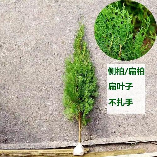 塔柏松柏苗龙柏侧扁柏四季宝塔松