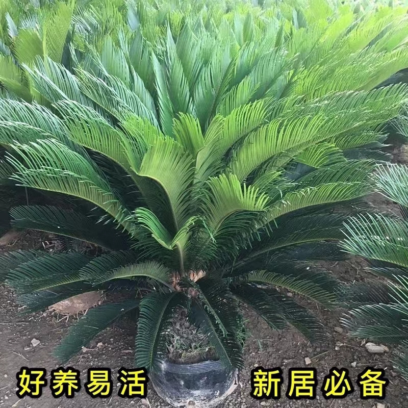 铁树盆栽室内外客厅四季常青耐寒