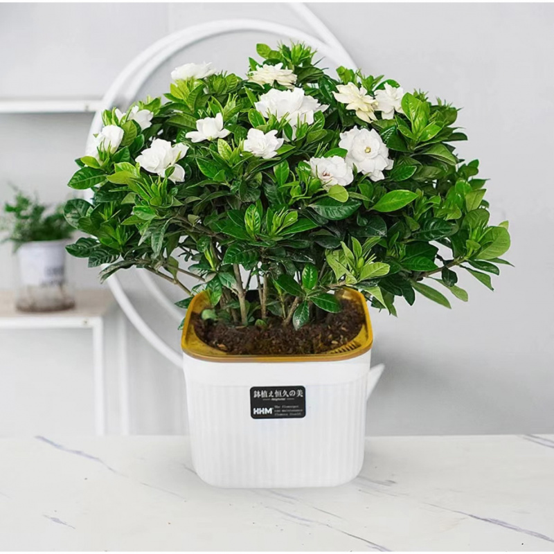 栀子花盆栽花卉植物室内带花苞阳台水培绿植浓香型大树苗四季好养