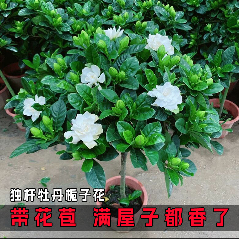 栀子花盆栽花卉植物室内带花苞阳