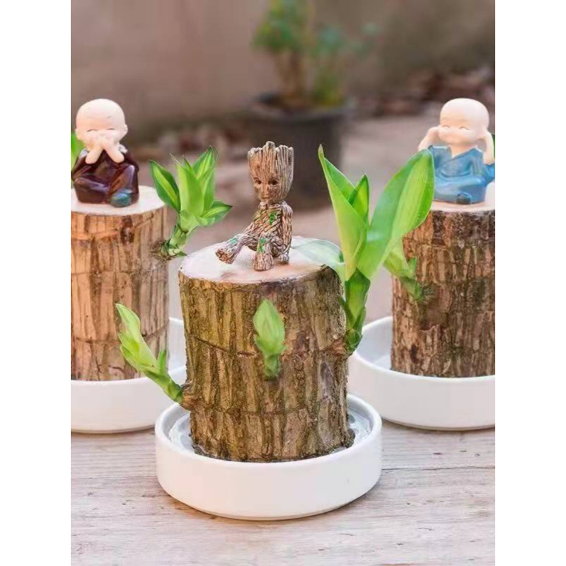 巴西木水养幸运木开花绿植室内盆