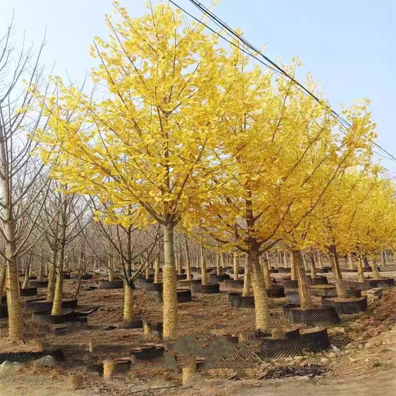 银杏树苗大树庭院结果白果苗南北