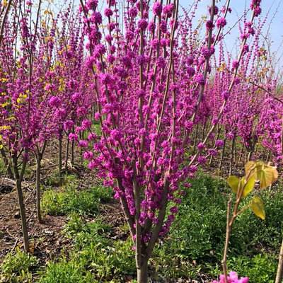 紫荆花树苗四季室外庭院开花树紫