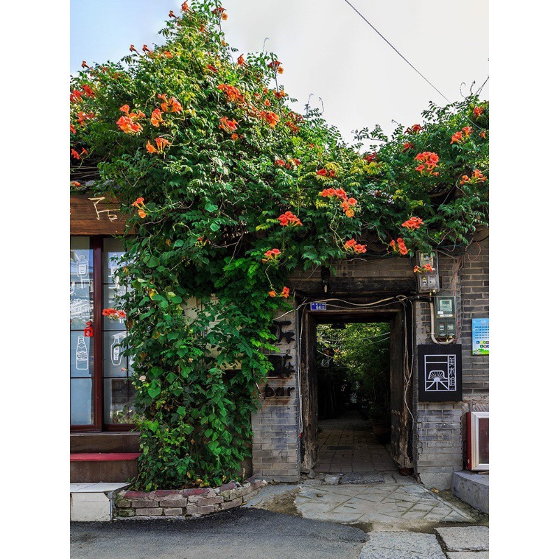 中华凌霄花苗庭院爬藤植物老桩盆