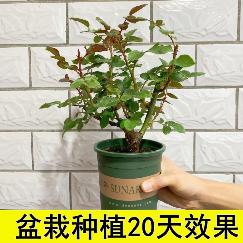 玫瑰花树苗老桩月季花苗灌木大花