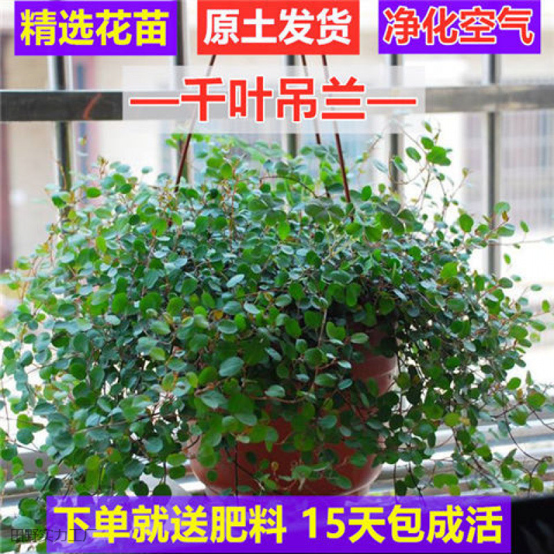 千叶吊兰盆栽四季常绿阳台窗台垂