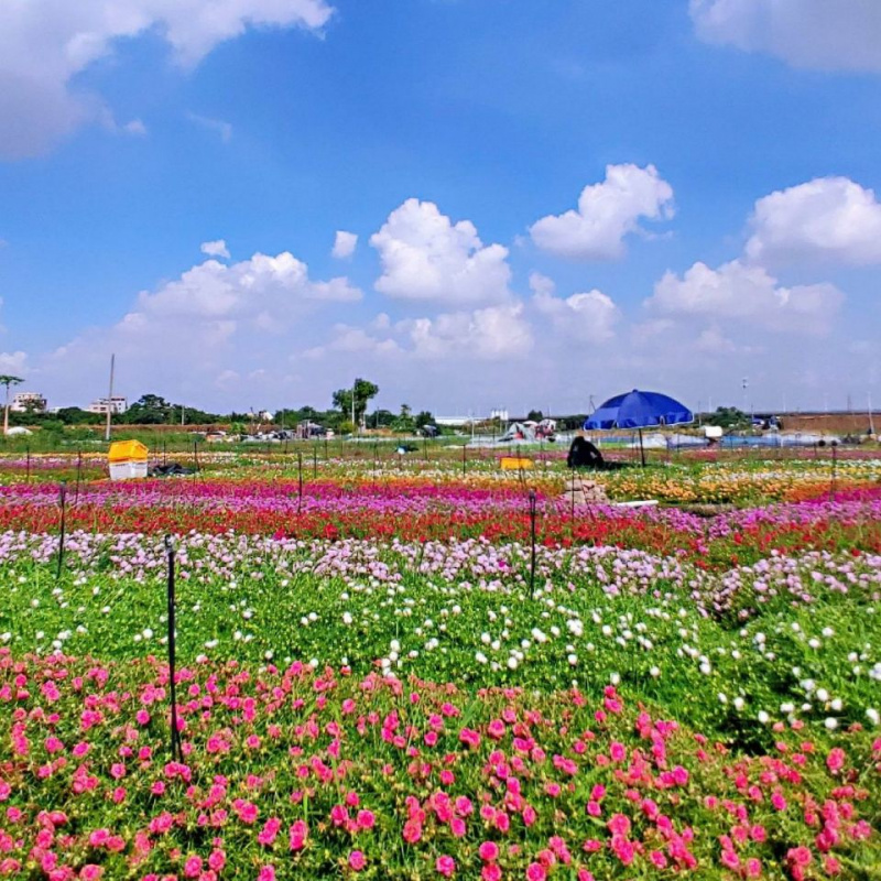 重瓣太阳花苗枝条带花苞宿根混色