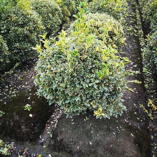 基地批发 金边黄杨球 金边大叶黄杨冬青卫矛球 公分-3米