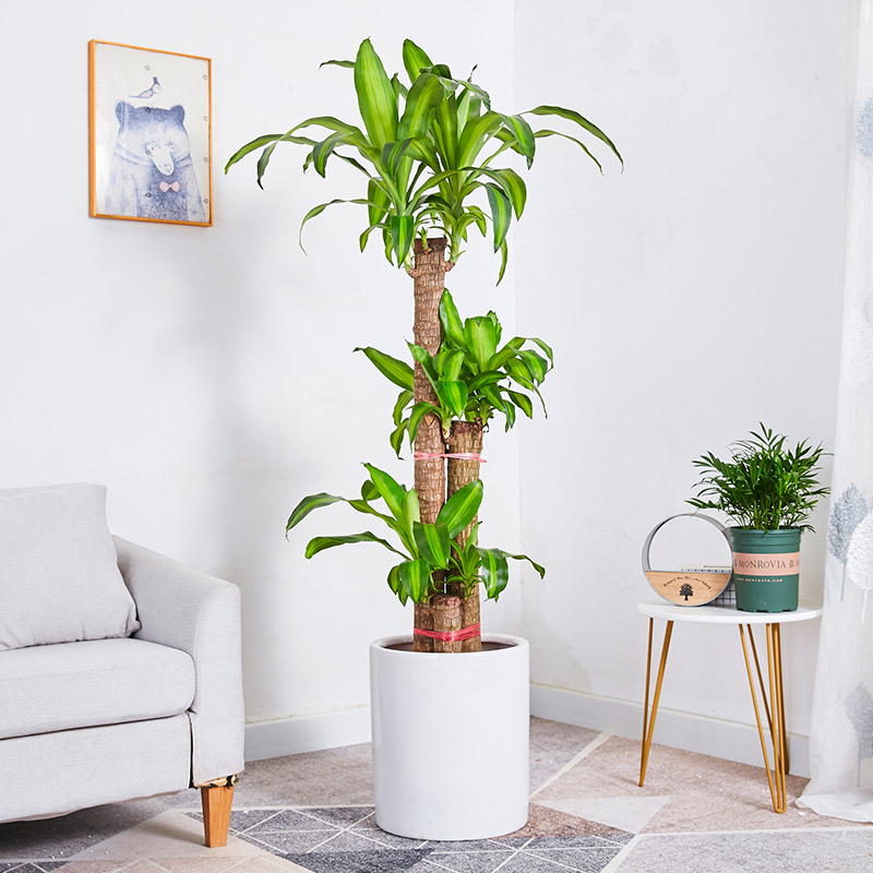 巴西木盆栽金心巴西铁树盆景室内