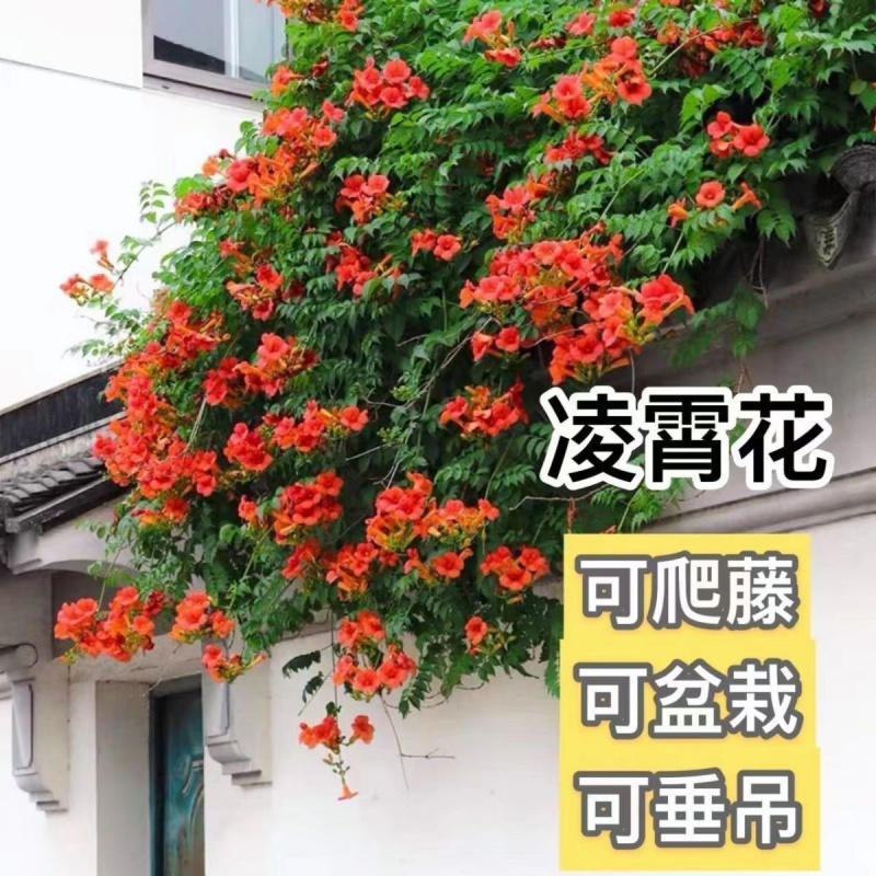 凌霄花苗盆栽爬藤植物攀爬树桩藤
