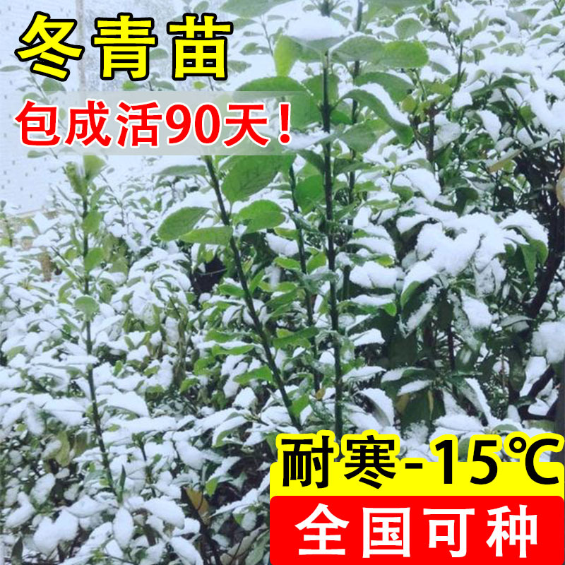 冬青树苗法国直立绿篱笆庭院围墙