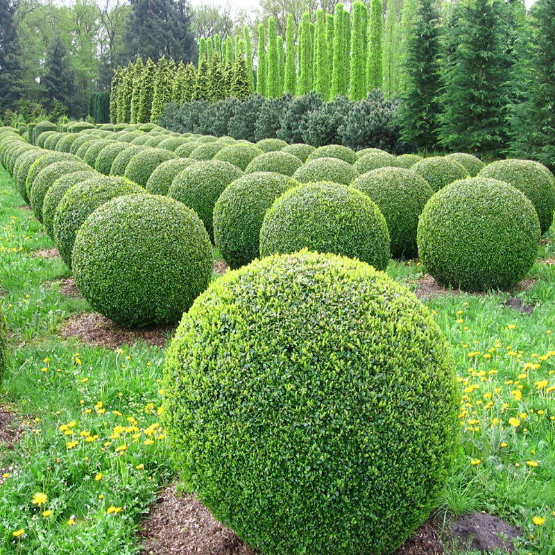 小叶女贞球树苗庭院绿化工程女贞