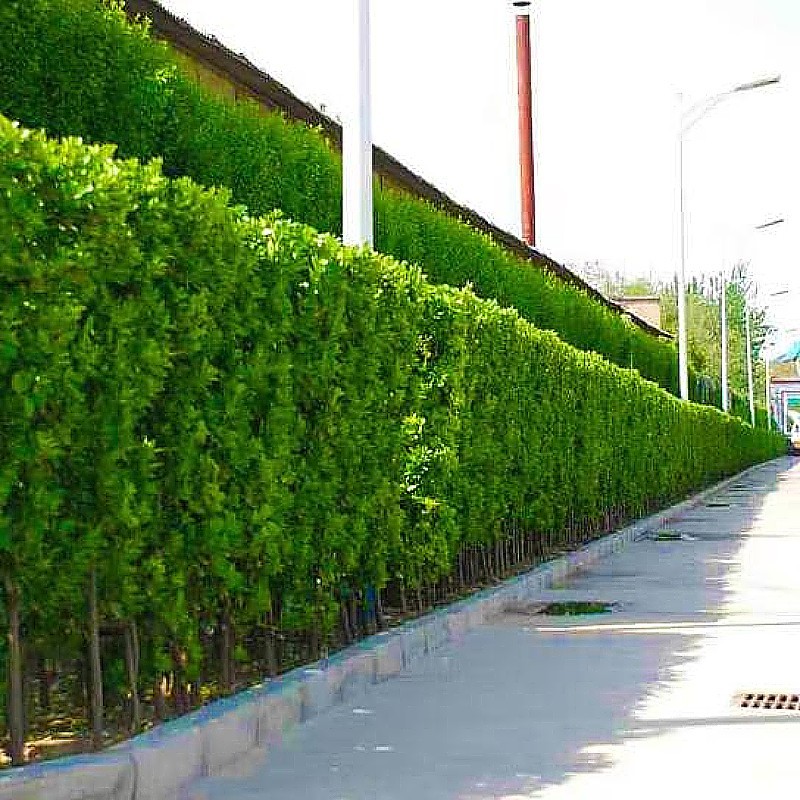 围栏墙篱笆植物大小叶北海道黄杨