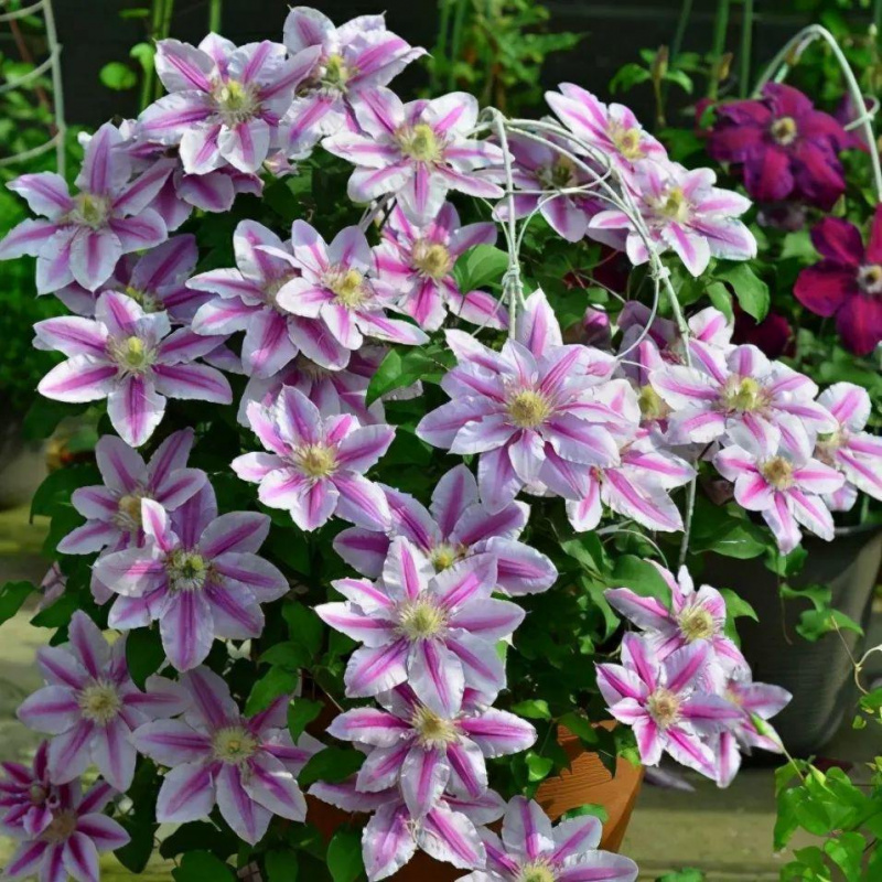 铁线莲花苗爬藤植物盆栽重瓣魔法