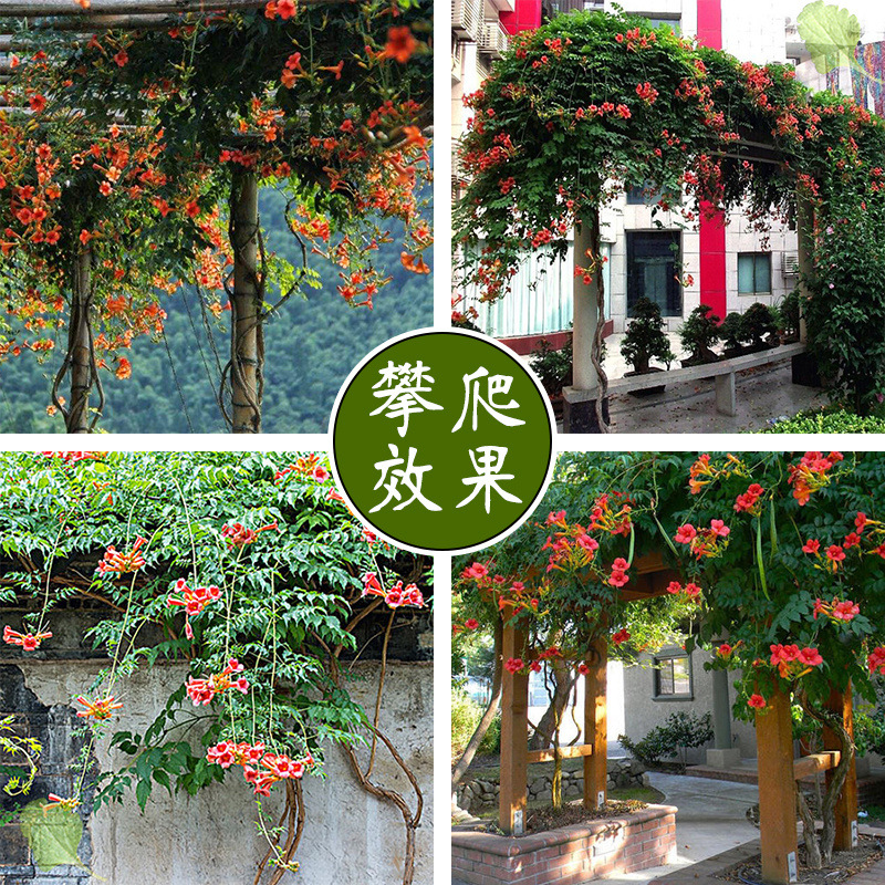 凌霄花苗盆栽爬藤植物攀爬树桩藤