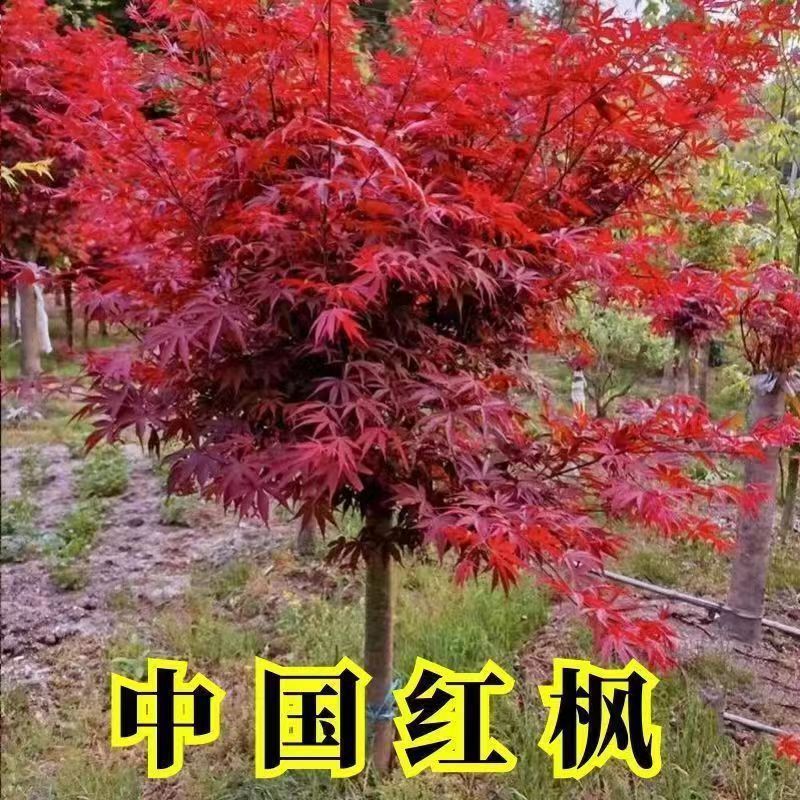 红枫树苗地栽盆栽四季别墅庭院日本红枫美国红枫道路绿化苗行道树