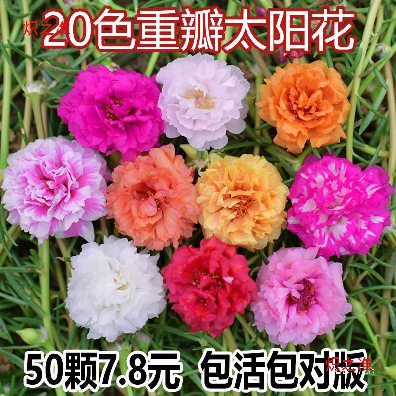 好养根带花带苗大四季花苞开花植