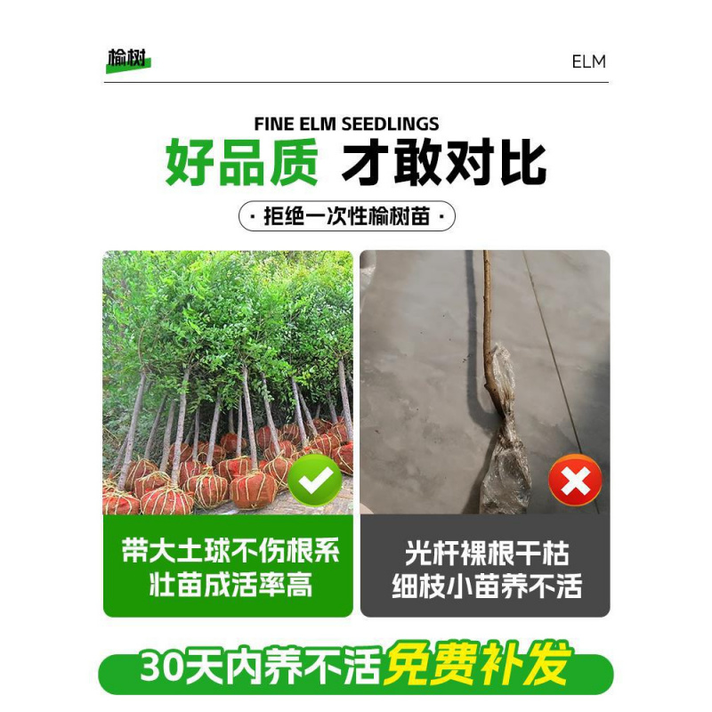 榆钱树苗小叶榔榆树苗可食用白榆