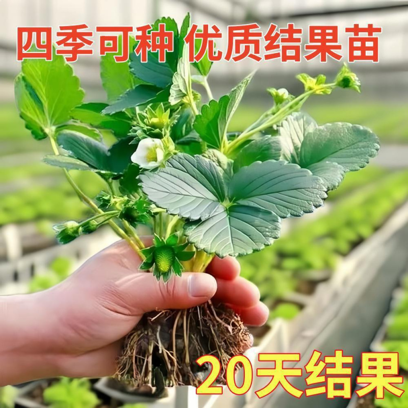 草莓秧苗四季奶油草莓苗盆栽家庭