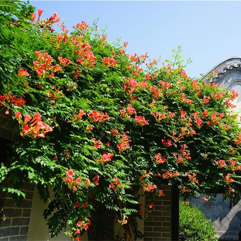 凌霄花苗庭院爬藤植物俄罗斯老桩