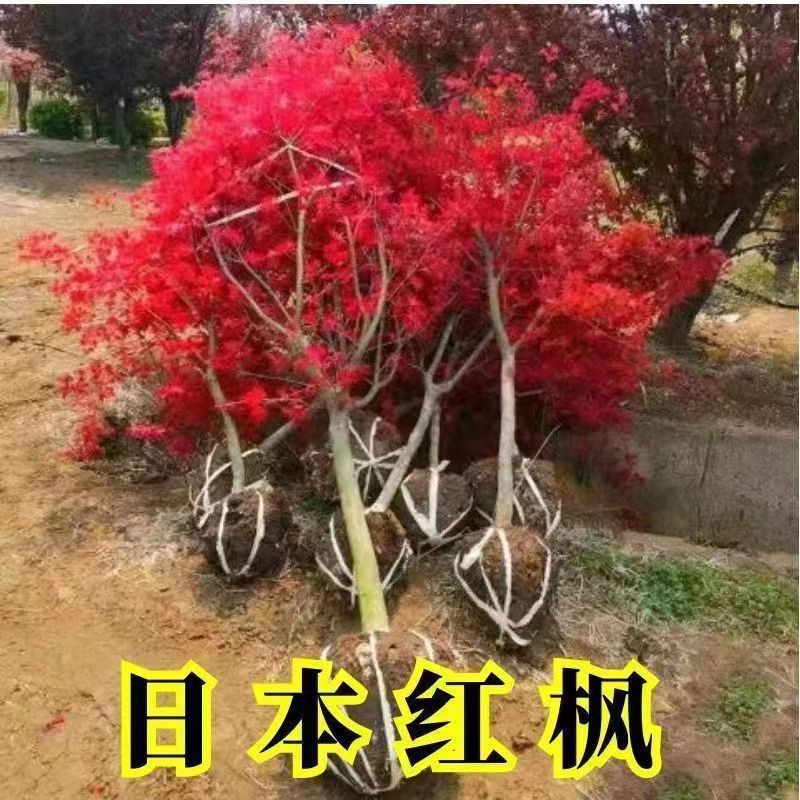 红枫树苗地栽盆栽四季别墅庭院日