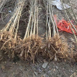 金叶银杏树苗白果活苗秋季金叶银杏小苗庭院拆迁占地苗南北方种植