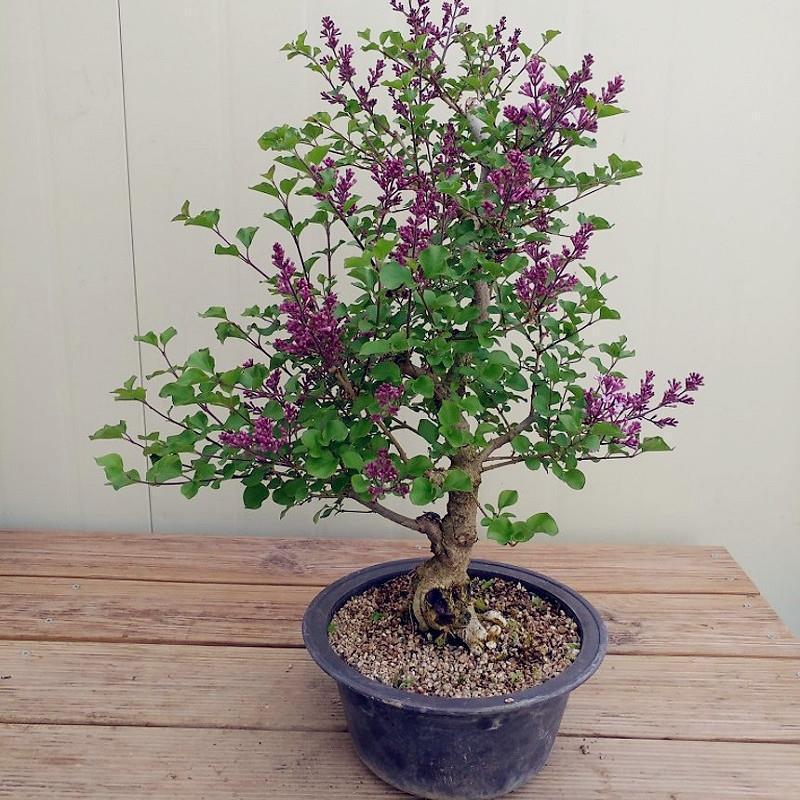 丁香花树苗嫁接独杆紫丁香树别墅