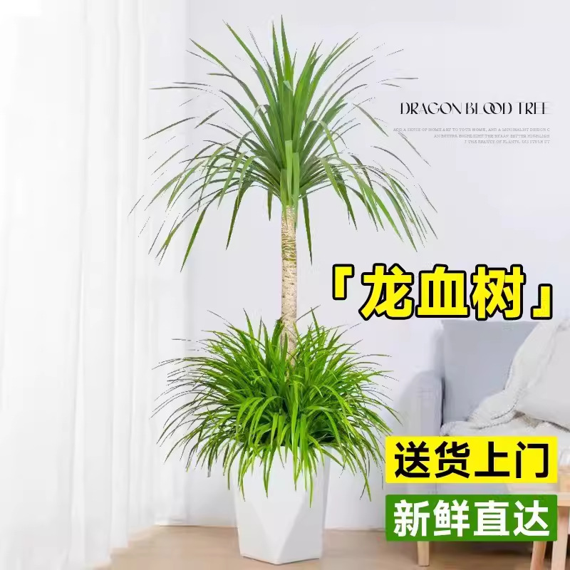龙血树客厅盆栽绿植室内大型好养