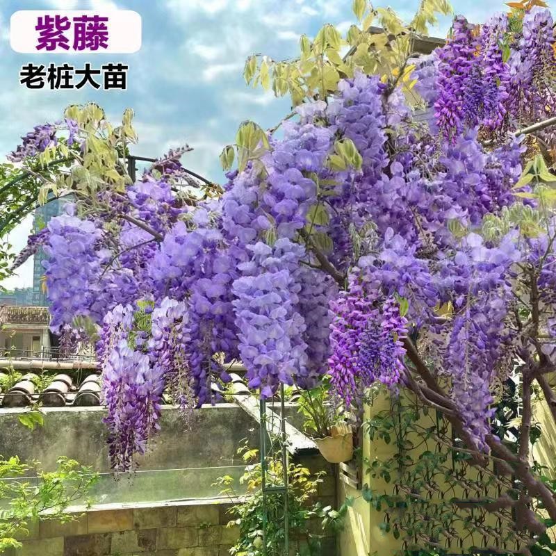 紫藤花苗爬藤植物垂丝茉莉凌霄花