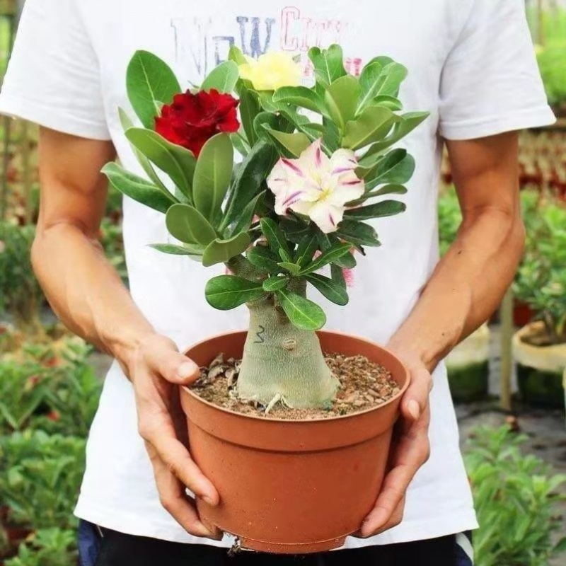 重瓣沙漠玫瑰花苗盆栽四季花卉绿