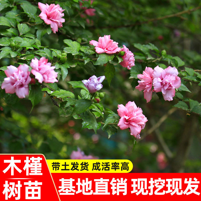 木槿花树苗可食用棒棒糖木槿花重