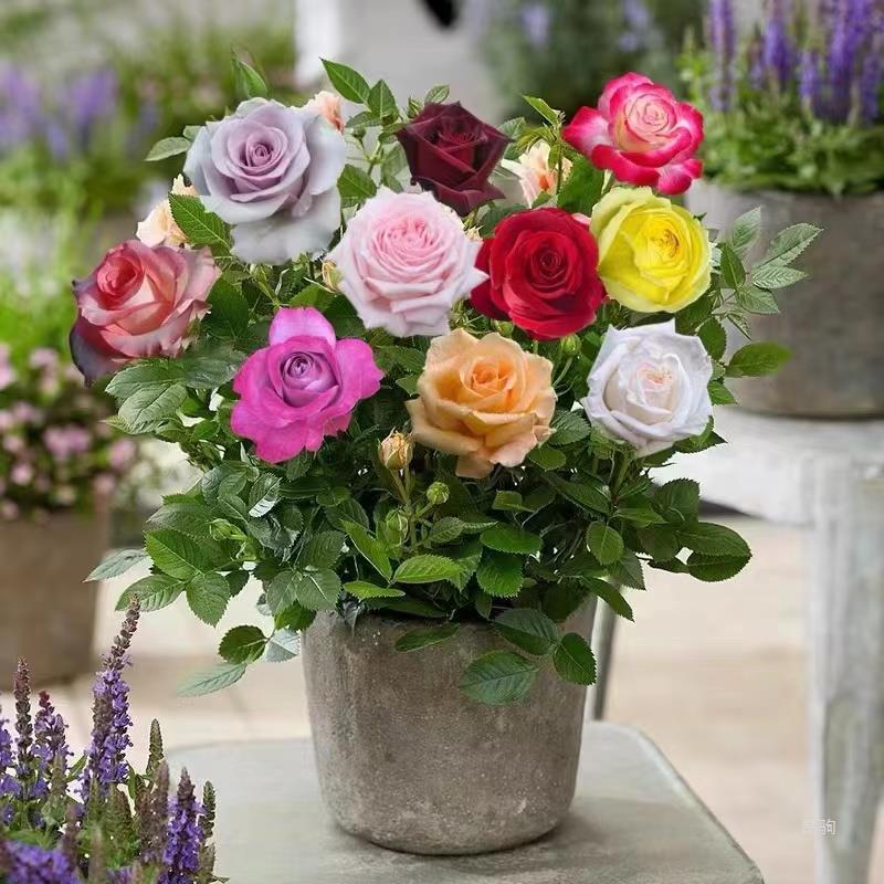 玫瑰花苗带花苞特大花卉绿植物盆