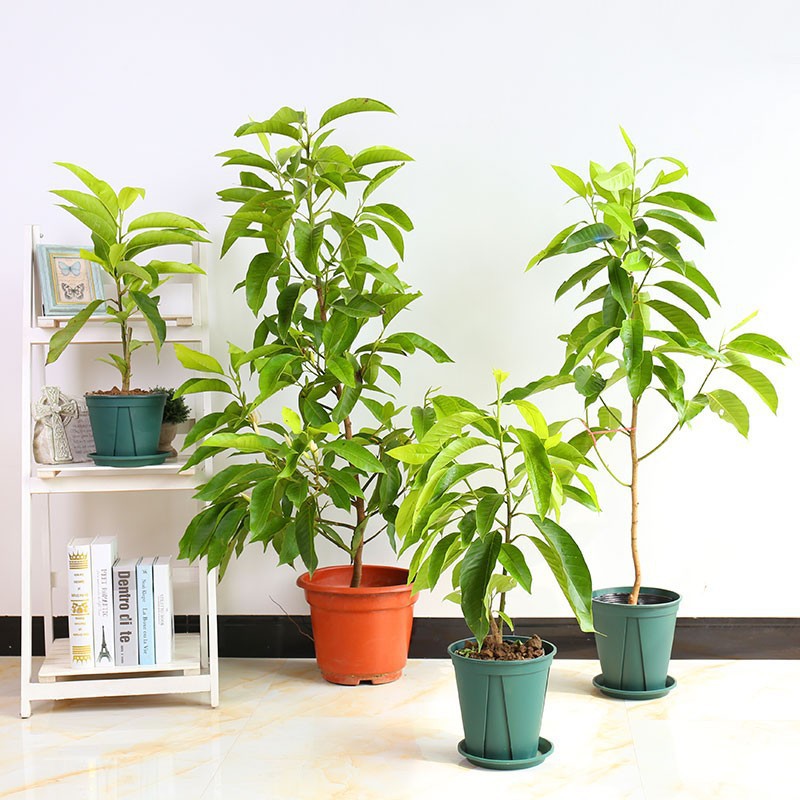 白兰花盆栽花卉植物室内花四季黄