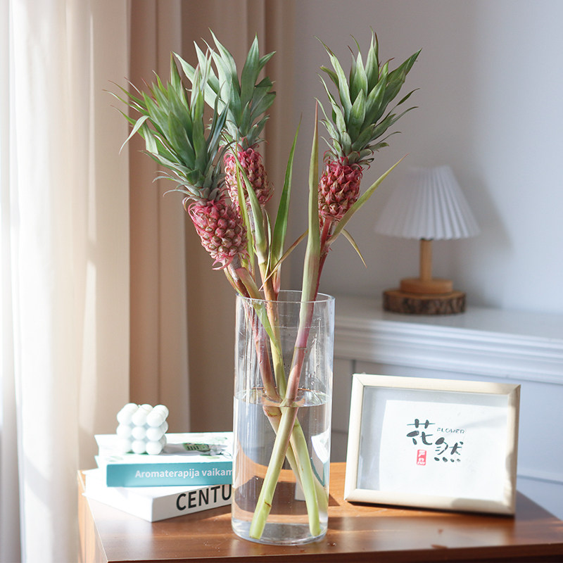 观赏粉色小菠萝鲜花云南直发水培水果植物插花凤梨进口花材鲜切花,鲜花速递/花卉仿真/绿植园艺,花材,淘宝优惠券,粉丝福利购,淘宝优惠卷
