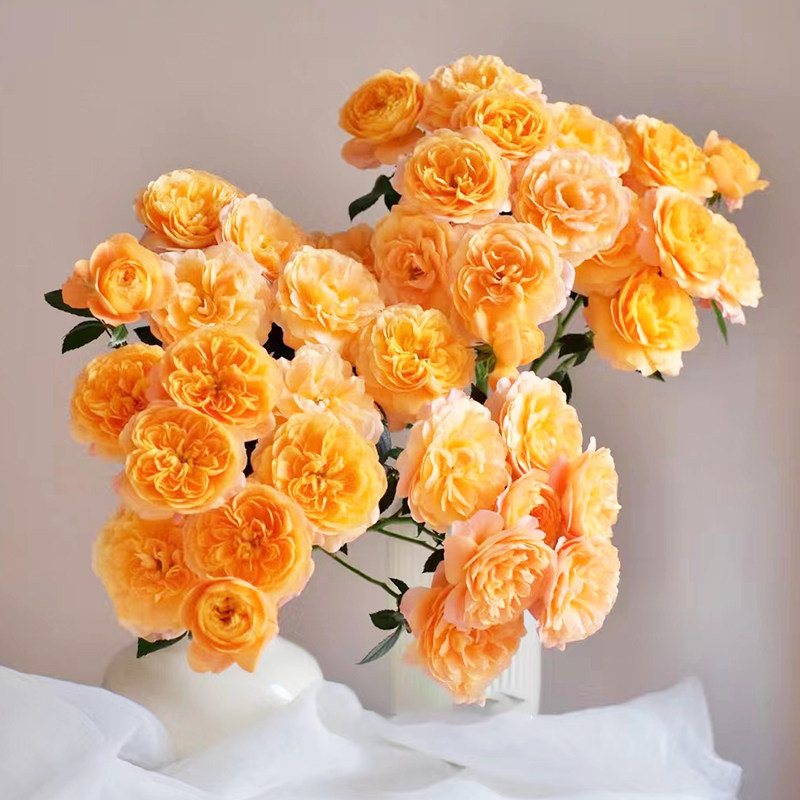 果汁阳台泡泡多头玫瑰鲜花云南基地直发家用玫瑰花鲜切花插花装饰,鲜花速递/花卉仿真/绿植园艺,花材,淘宝优惠券,粉丝福利购,淘宝优惠卷