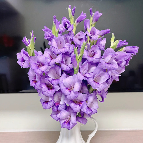 鲜切花剑兰鲜花水培插花唐菖蒲